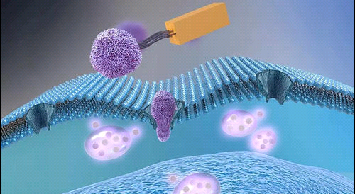 细胞膜小鼠脾脏细胞膜包覆纳米载体 Splenicimmunecellmembraneinmice